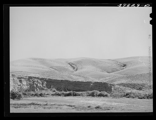 Untitled photo, possibly related to: Wheat field, Walla Walla County, Washington. Combines had already been through the field in background
