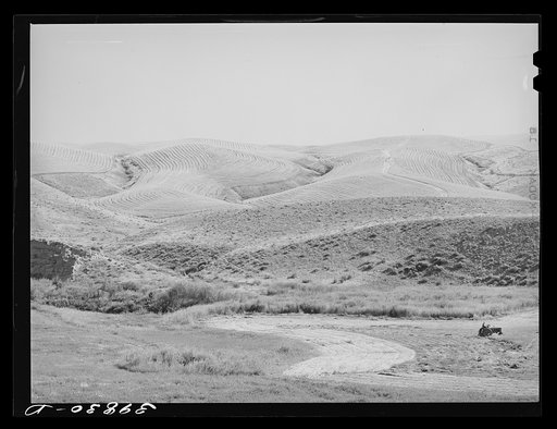 Wheat field, Walla Walla County, Washington. Combines had already been through the field in background