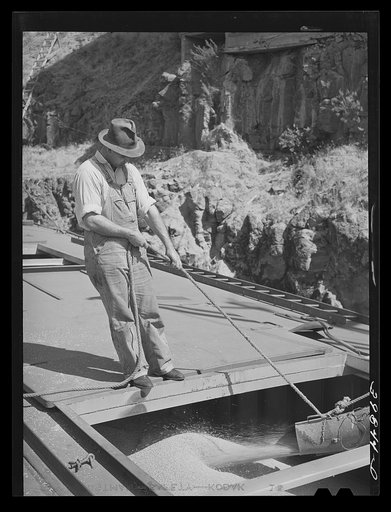 Pouring wheat into hole of barge at Port Kelly. Walla Walla County, Washington. Barge goes down Columbia River to Portland