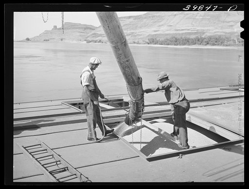Loading bulk wheat into hole of barge for shipment from Port Kelly to Portland. Walla Walla County, Washington