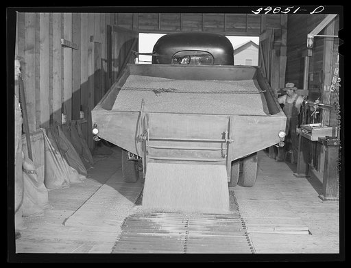 Wheat being emptied from truck into bin of wheat elevator. Eureka Flats, Walla Walla County, Washington