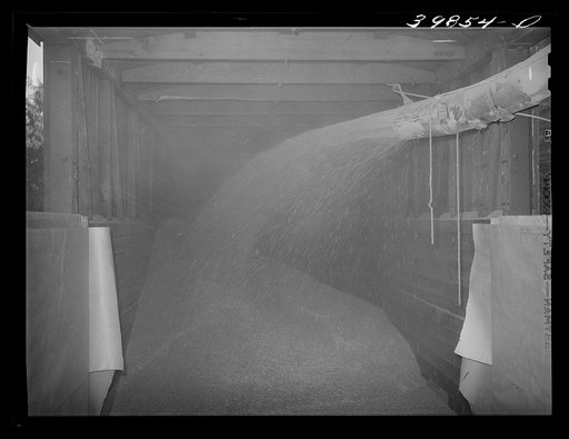 Bulk wheat being blown into railroad car for shipment to Spokane. Walla Walla County, Washington