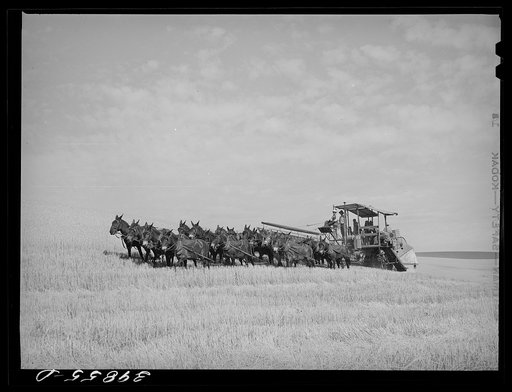 Twenty-mule team drawn combine. Walla Walla County, Washington. This outfit gets to work at six in the morning. Knocks off at eleven for rest, food and water for mules and men, go to back to work at one and work till six