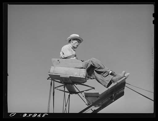 Mule skinner who drives the twenty mules team which draws the combine. Walla Walla County, Washington