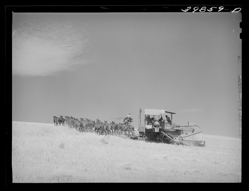 Making a turn with mules-drawn combine in wheat fields in Walla Walla County, Washington