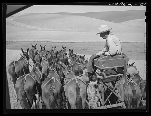 Mule skinner and his team in wheat fields in Walla Walla County, Washington