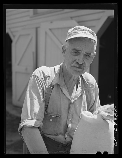 He gathers samples of wheat for a central sampling and testing station. Walla Walla County, Washington