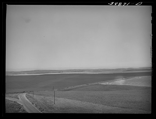 Wheat land. Eureka Flats, Walla Walla County, Washington