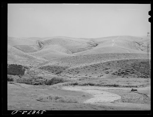 Untitled photo, possibly related to: Wheat field, Walla Walla County, Washington. Combines had already been through the field in background