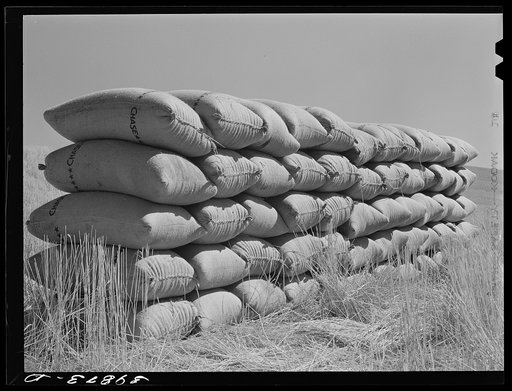 Sacked wheat in the field will be picked up by truck and taken to sack warehouse. Wheat is sacked and sacks are sewn on the combine. Walla Walla County, Washington