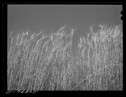 Ripe wheat in the field. Walla Walla County, Washington