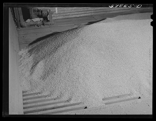 Wheat storage bin, whose opening is covered with slate, is full and wheat stands above it. Walla Walla County, Washington