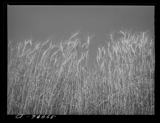 Untitled photo, possibly related to: Ripe wheat in the field. Walla Walla County, Washington