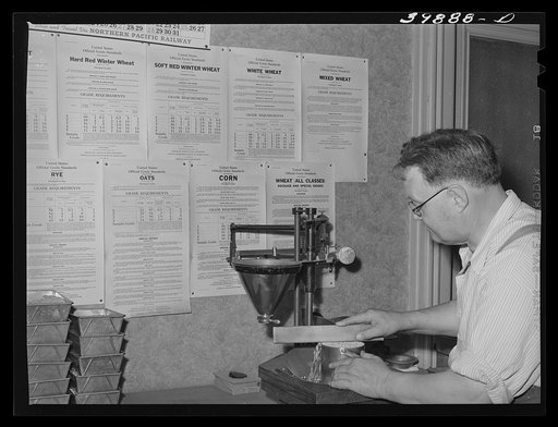 State inspector determining weight per bushel of wheat. Walla [Walla], Washington