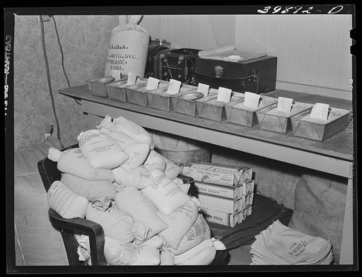 Samples of wheat to be tested. State inspector's office. Walla Walla, Washington