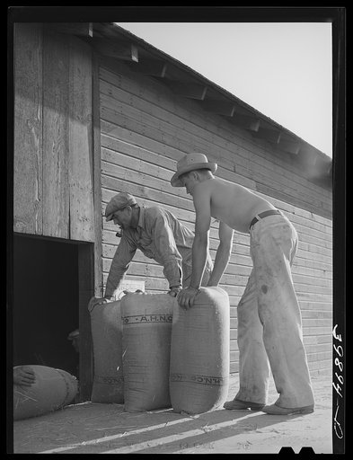 Taking sacked wheat into warehouse for storage. Touchet, Walla Walla, Washington