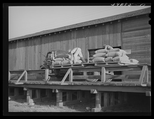 Truck with sacked wheat at warehouse. Touchet, Walla Walla County, Washington