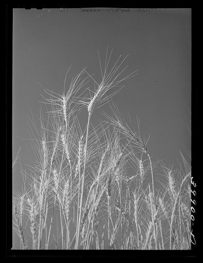Ripe wheat in the field. Eureka Flats, Walla Walla, Washington