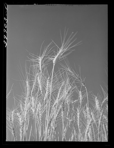 Untitled photo, possibly related to: Ripe wheat in the field. Eureka Flats, Walla Walla, Washington