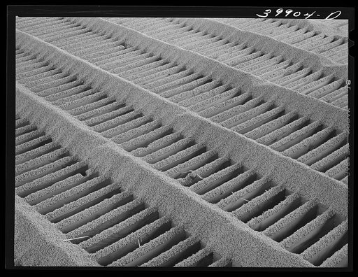 Wheat on the slats of opening to storage bin elevator. Walla Walla County, Washington