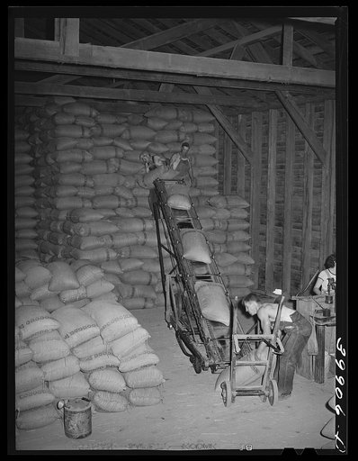 Sacked wheat in Washington warehouse. Touchet, Walla Walla County, Washington