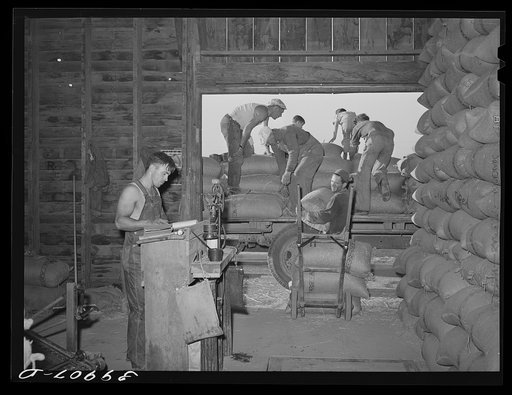 Bringing sacked wheat into warehouse. Touchet, Walla Walla County, Washington