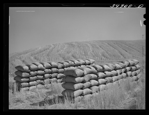 Sacked wheat in the field. Walla Walla County, Washington