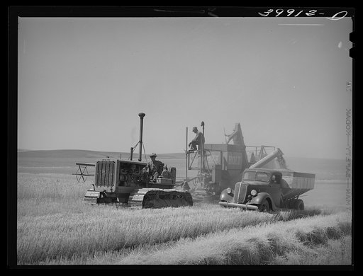 Bulk wheat is only delivered from combine to truck in field. Combine and tractor didn't stop and the truck drove along by the side. Some wheat is sacked on the combine. Walla Walla County, Washington