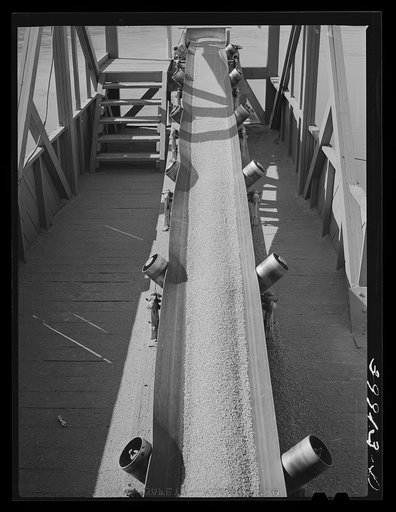 Bulk wheat is delivered from combine to truck. Wheat on conveyer belt being taken from elevator to barge for shipment to Portland. Walla Walla County, Washington