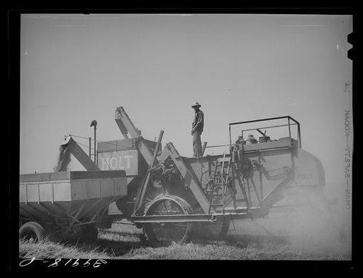 Bulk wheat is delivered from combine to truck in field. Combine and tractor didn't stop and truck drove along by the side. Some wheat is sacked on the combine. Walla Walla County, Washington
