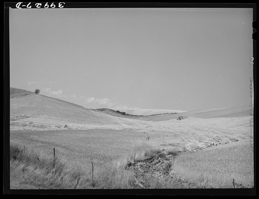 Wheat field showing lodged wheat in the draw. Modern combines can save much of this wheat which is lodged by rain and wind. Idaho County, Idaho
