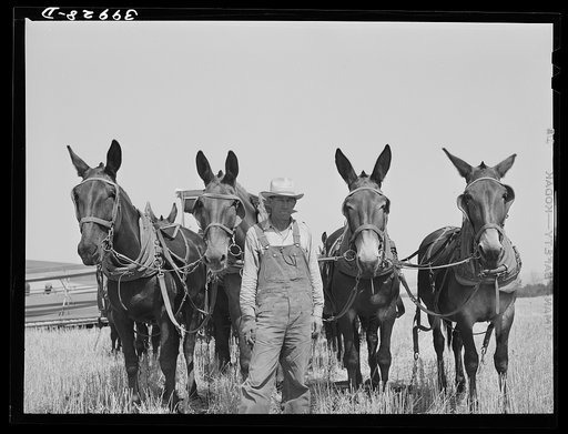 Wheat farmer with his mules. Whitman County, Washington
