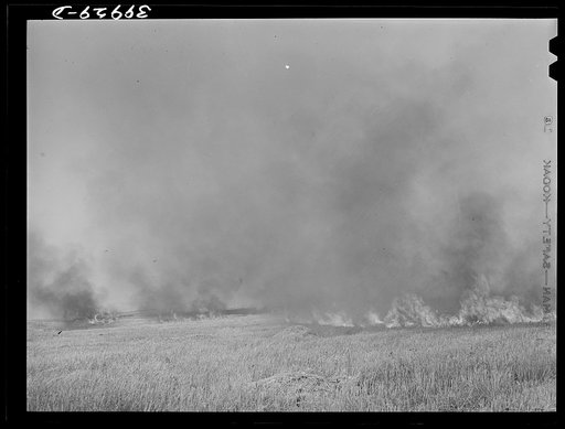 Wheat stubble burning. Because of above-normal rainfall this season, the wheat developed more straw, and the fire hazard both before harvest and in the stubble was great. Walla Walla, Washington