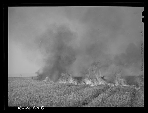 Wheat stubble burning. Because of above-normal rainfall this season, the wheat developed more straw, and the fire hazard both before harvest and in the stubble was great. Walla Walla, Washington