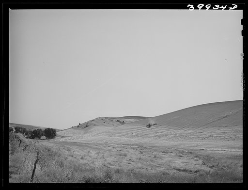Wheat combine in fields. Whitman County, Washington