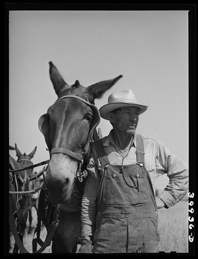 Untitled photo, possibly related to: Mule skinner and one of the mules of the twenty mule team used to pull combine. Walla Walla County, Washington