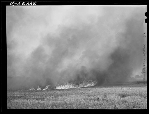 Wheat stubble burning. Because of above-normal rainfall this season, the wheat developed more straw, and the fire hazard both before harvest and in the stubble was great. Walla Walla County, Washington