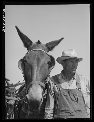 Mule skinner and one of the mules of the twenty mule team used to pull combine. Walla Walla County, Washington
