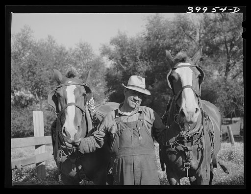 Untitled photo, possibly related to: Wheat farmer. Whitman County, Washington