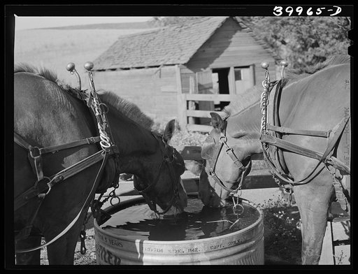 Horses at the watering trough. Wheat farm in Whitman County, Washington