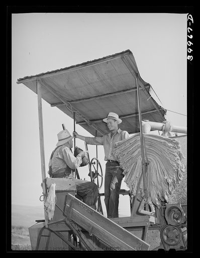 Harvest hands on the combine in the wheat field of Whitman County, Washington. Notice the sacks. The wheat is sacked before it leaves the combine