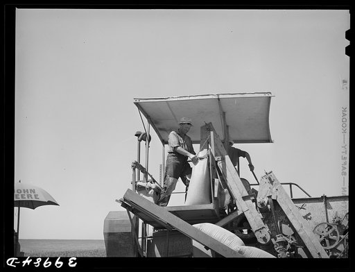 The sacker on combine in wheat fields. Whitman County, Washington