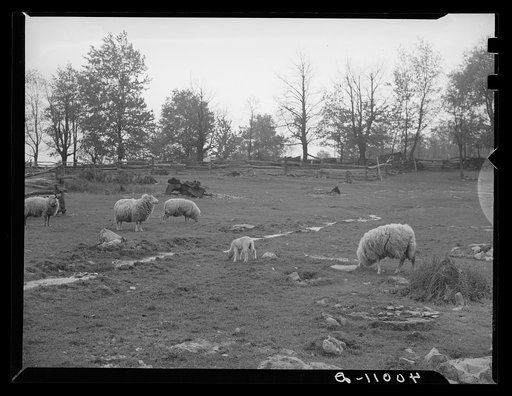 Sheep on Emmy Knox's farm, Garrett Co., Md