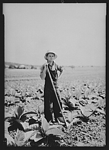 Henry Landis in his father's tobacco field. Lancaster County, Pennsylvania