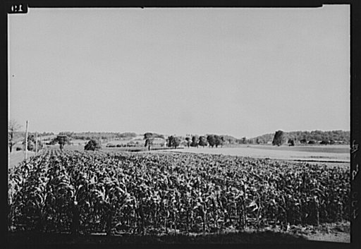 Cornfield. Lancaster County, Pennsylvania