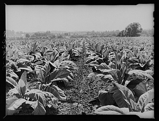 Tobacco field on farm of Henry Stultzfus and his son. Lancaster County, Pennsylvania