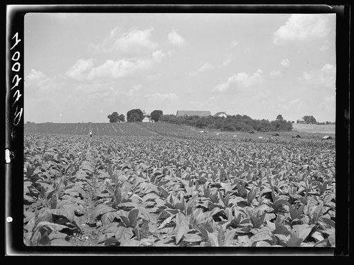 Tobacco field of Floyd H. Moore. Lancaster County, Pennyslvania [i.e. Pennsylvania