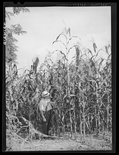 Untitled photo, possibly related to: Lititz (vicinity), Lancaster County, Pennsylvania. Corn field on the farm of C.F. Minnich