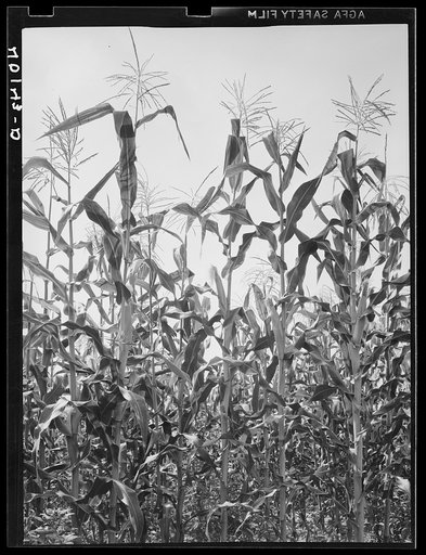 Lititz (vicinity), Lancaster County, Pennsylvania. Corn field on the farm of C.F. Minnich