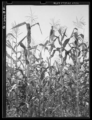 Untitled photo, possibly related to: Lititz (vicinity), Lancaster County, Pennsylvania. Corn field on the farm of C.F. Minnich